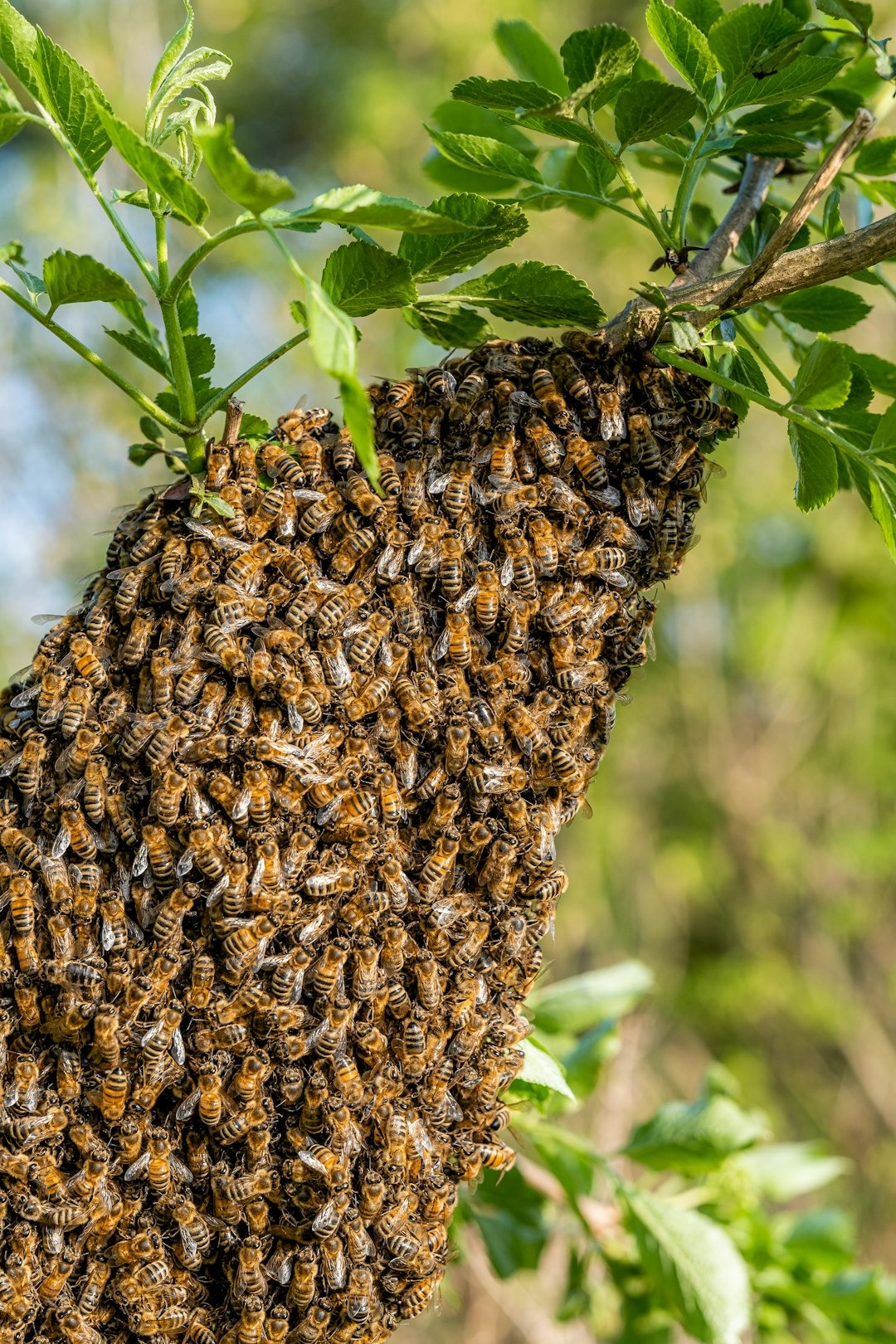 group of honeybees
