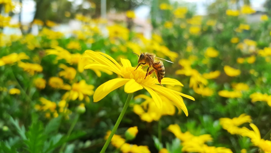 A honey bee gathers nectar from a yellow flower.