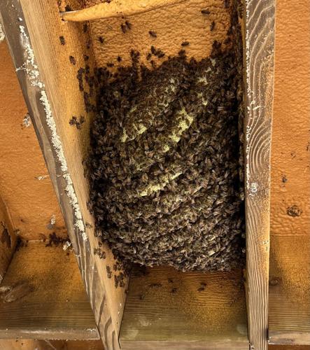 honey bees in the ceilings 