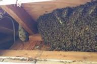 bees in the attic