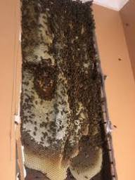 honey bees in a wall